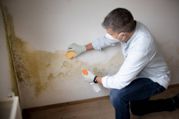 Meadows Place, TX Mold Removal Company