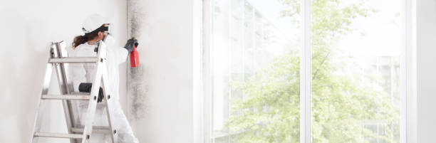 Best Mold Removal for HVAC Installations  in Meadows Place, TX